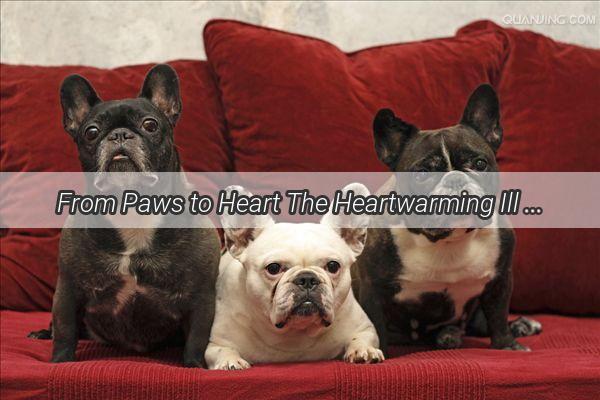 From Paws to Heart The Heartwarming Ill Feed You Dog Meme That Captures Furry Love